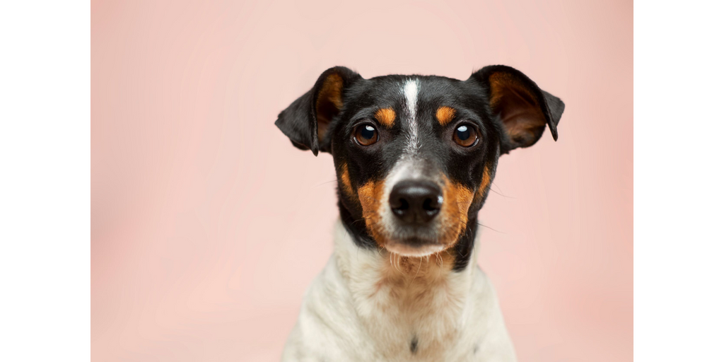 Dog on a Pink Background